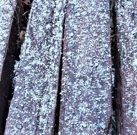 f:id:sikinomori117:20211218192414j:plain