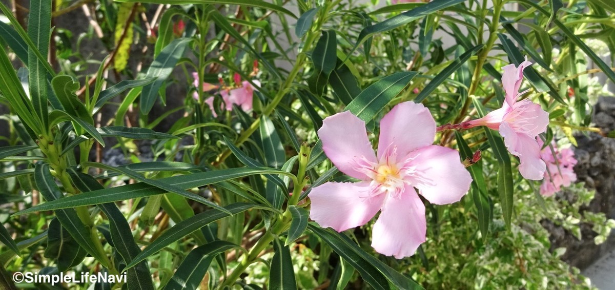 名前を知らない花