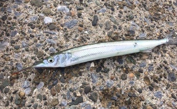 f:id:stormfish:20210920013605j:plain