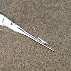 f:id:stormfish:20210920022155j:plain