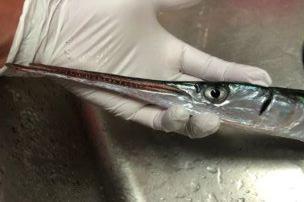 f:id:stormfish:20210920183138j:plain