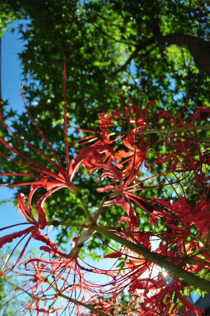 f:id:sunetsumuri:20200922214049j:image f:id:sunetsumuri:20200922214049j:image