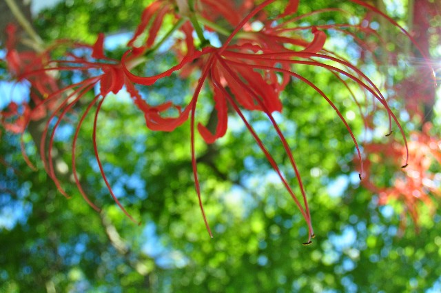 f:id:sunetsumuri:20200922214109j:image f:id:sunetsumuri:20200922214109j:image