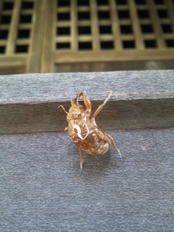 f:id:sunetsumuri:20210722225359j:plain