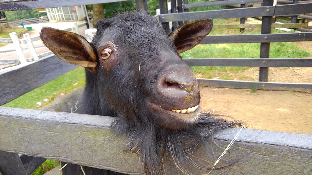 f:id:szkthsmk:20190811223204j:plain f:id:szkthsmk:20190811223204j:plain