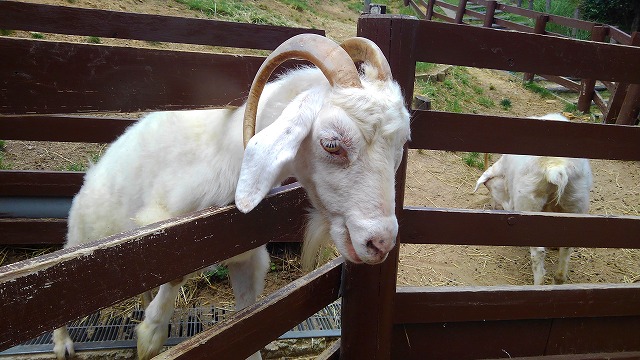 f:id:szkthsmk:20190811223452j:plain f:id:szkthsmk:20190811223452j:plain