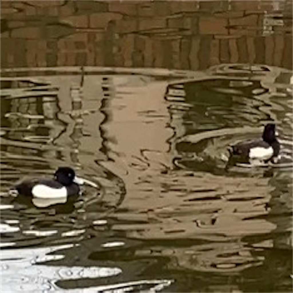 f:id:temahime:20260128234014j:image f:id:temahime:20260128234014j:image