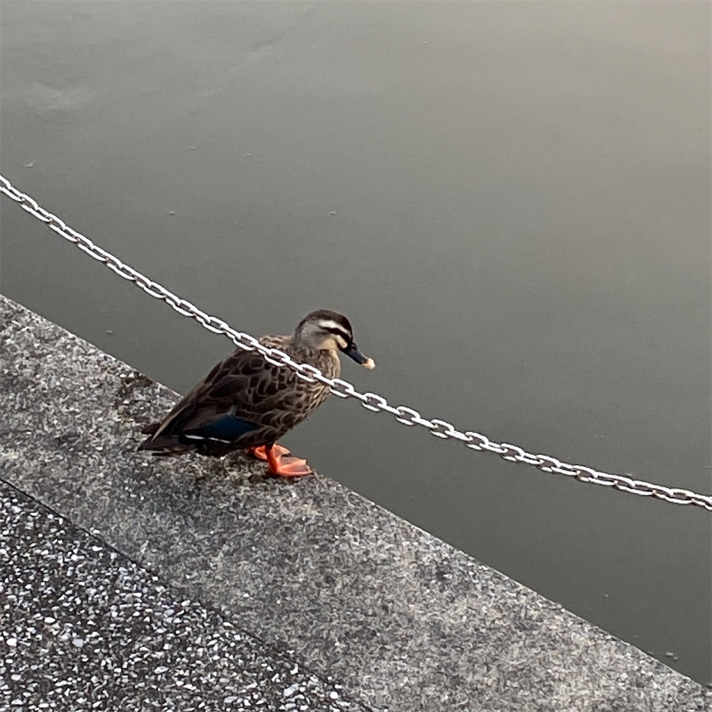 f:id:temahime:20260128234017j:image f:id:temahime:20260128234017j:image