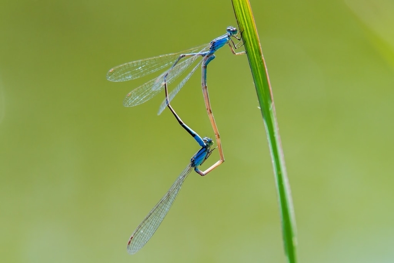 ホソミイトトンボ