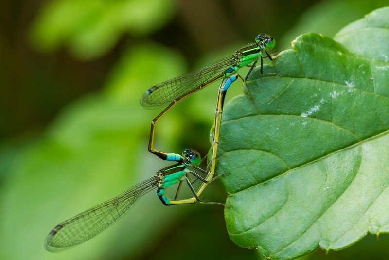 アオモンイトトンボ