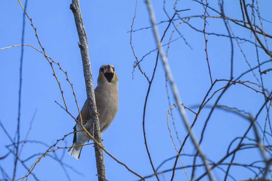 シメ_善福寺公園