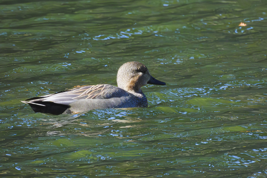 オカヨシガモ・オス_皇居<桔梗濠>