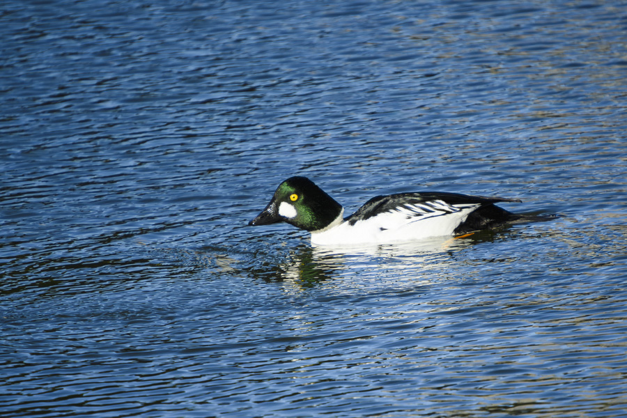 ホオジロガモ・オス_皇居<桔梗濠>