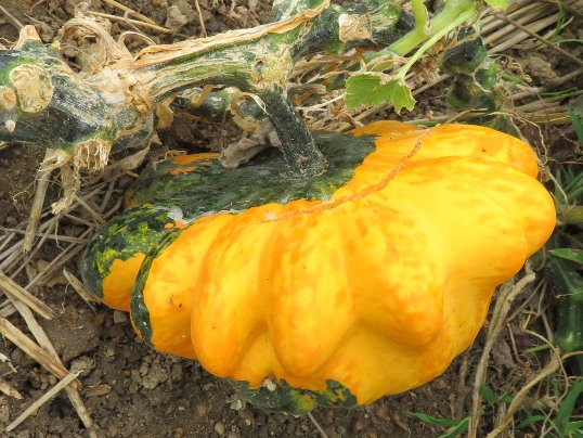 f:id:ushidama:20180817051504j:plain f:id:ushidama:20180817051504j:plain