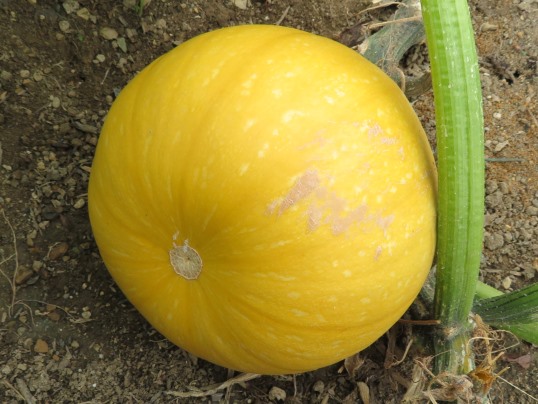 f:id:ushidama:20180817051535j:plain f:id:ushidama:20180817051535j:plain