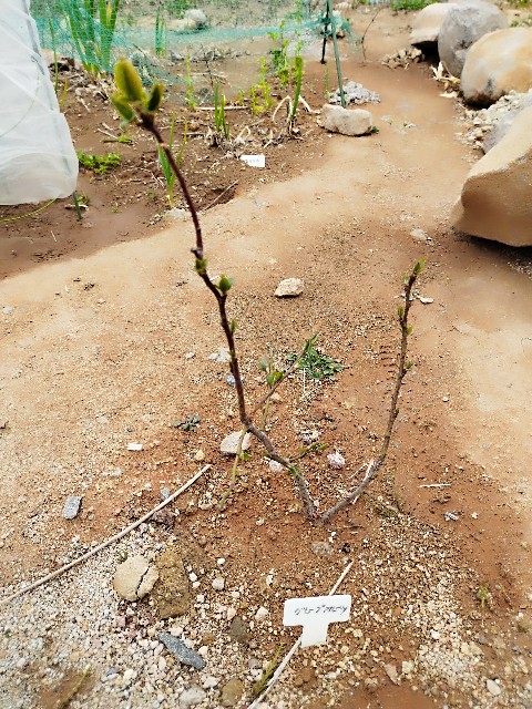 f:id:ushidayo3:20230506113447j:image f:id:ushidayo3:20230506113447j:image