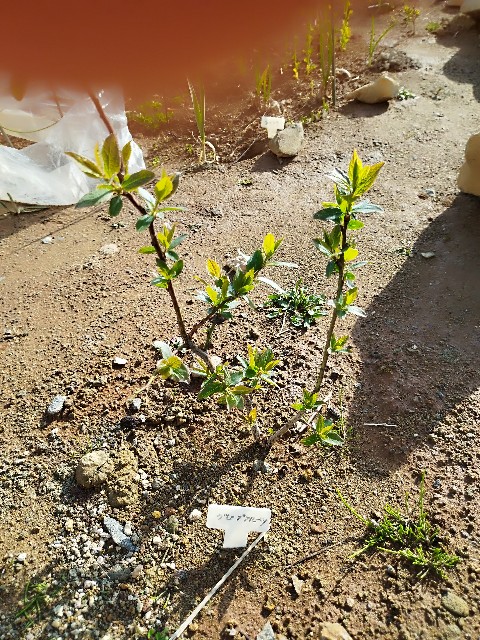 f:id:ushidayo3:20230507072417j:image f:id:ushidayo3:20230507072417j:image