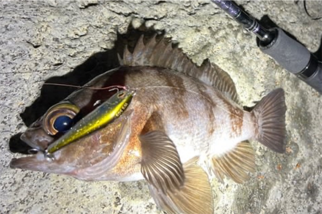 f:id:watershapedbox:20251205102900j:image f:id:watershapedbox:20251205102900j:image