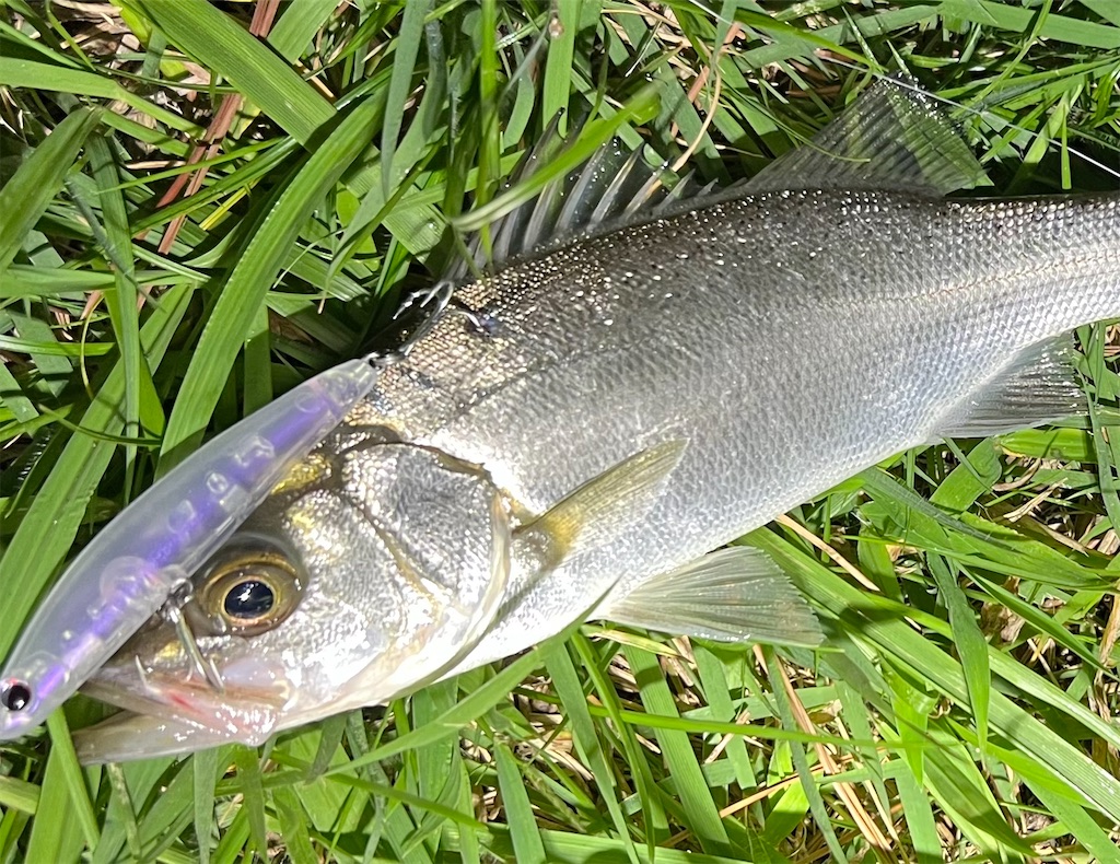 f:id:watershapedbox:20251222192917j:image f:id:watershapedbox:20251222192917j:image