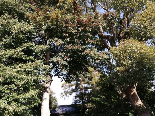 f:id:watto:20191215105538j:plain f:id:watto:20191215105538j:plain