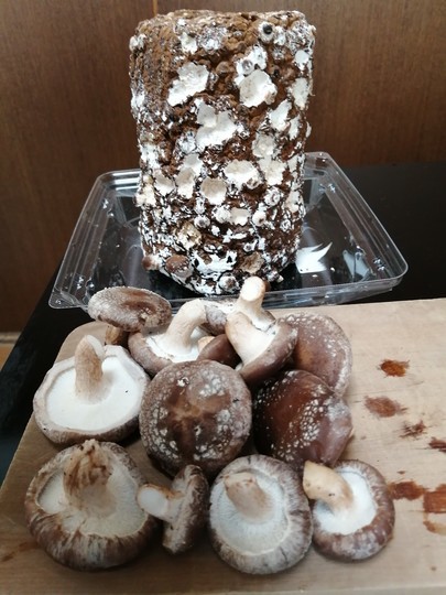 f:id:watto:20210207113008j:plain