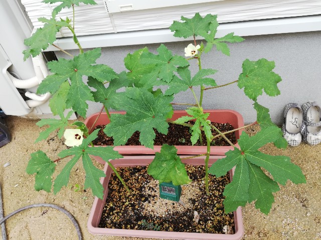 f:id:wide-tree:20190804140138j:image f:id:wide-tree:20190804140138j:image