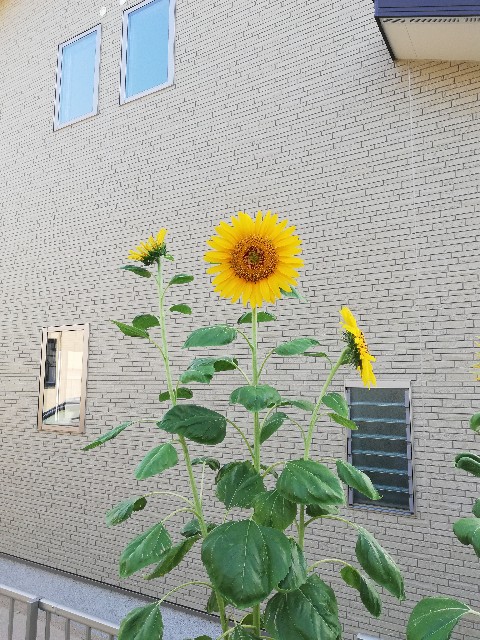 f:id:wide-tree:20190804235738j:image f:id:wide-tree:20190804235738j:image