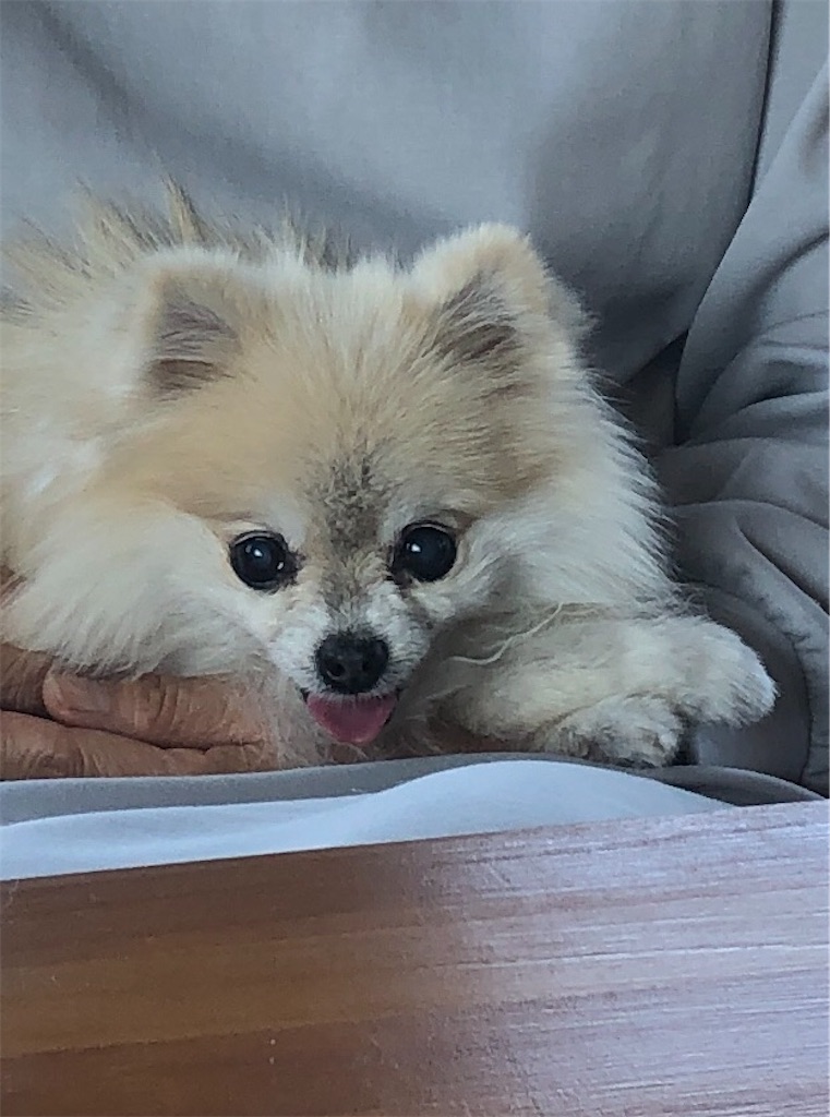 f:id:xfox:20211104123846j:image f:id:xfox:20211104123846j:image