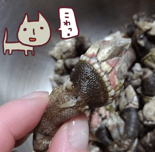 f:id:yagine:20181219094517p:plain f:id:yagine:20181219094517p:plain