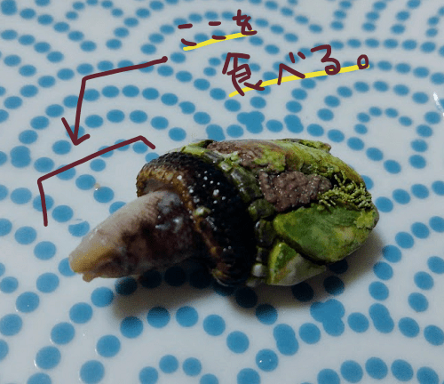 f:id:yagine:20181219224416p:plain f:id:yagine:20181219224416p:plain