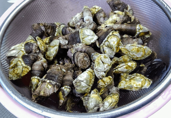 カメノテ 中大サイズ