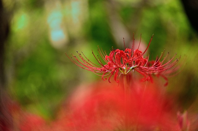 f:id:zunphy:20250927194609j:image f:id:zunphy:20250927194609j:image