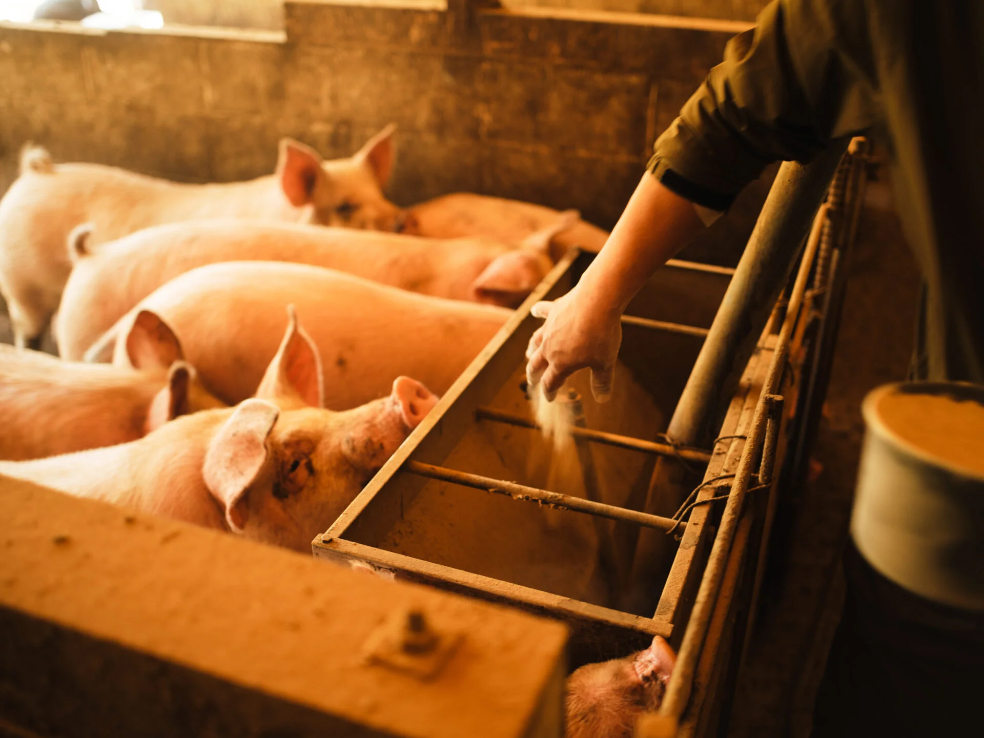 一頭ずつ手でエサをあげているようす
写真提供:横島ファーム