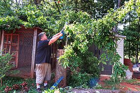 Lawyer explains legal rights when a neighbour's tree is overhanging your garden