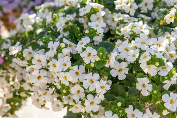 transform garden beautiful displays Bacopa Megacopa White flowers