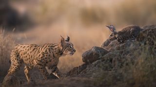 Photos of rare Iberian Lynx by wildlife photographer Alexandra Surkova – lynx stalks a rabbit