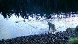 A still from camera trap footage of a wolf retrieving an underwater crab trap in the Haíɫzaqv Nation Territory of coastal British Columbia.