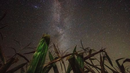 stalks of corn rise from the bottom, stretching halfway up the image, before a vast dark sky of stars.