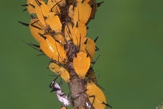 キョウチクトウアブラムシ