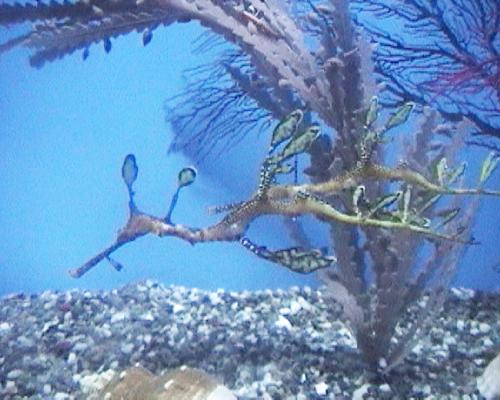 ウィーディーシードラゴン