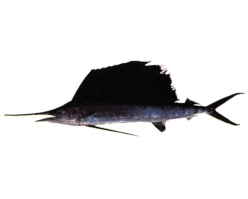 バショウカジキ