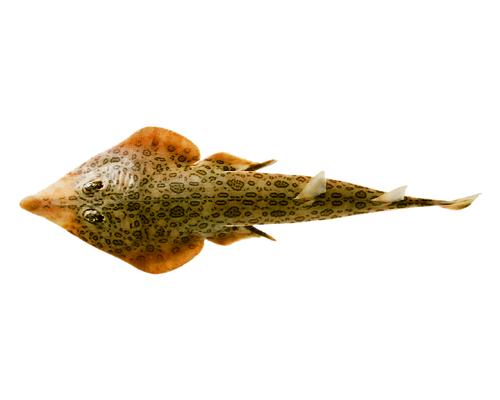 コモンサカタザメ