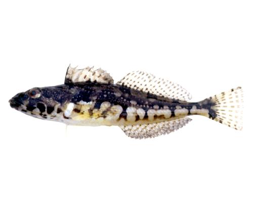 アサヒアナハゼ