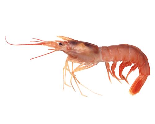 アトランティックシーボブ