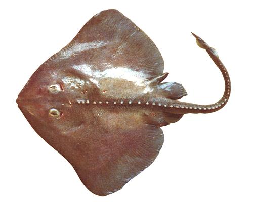 コマンドルカスベ