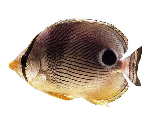 フォーアイバタフライフィッシュ