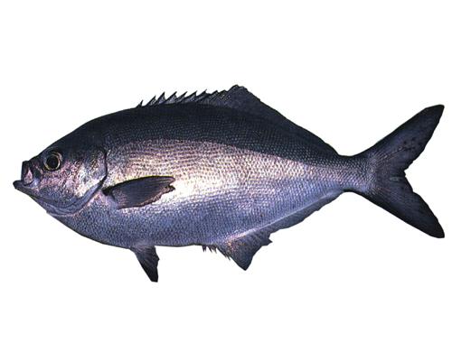 ブルーマウマウ