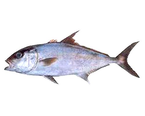 ヒレナガカンパチ