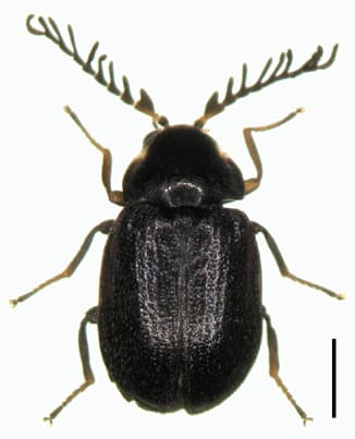 クシヒゲマルヒラタドロムシ