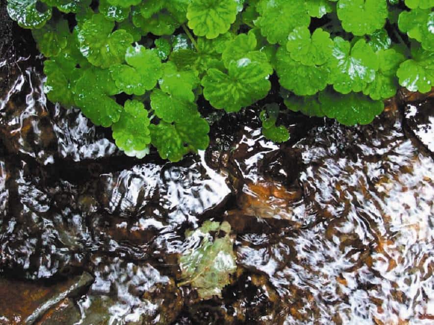 仁宇布の冷水と十六滝